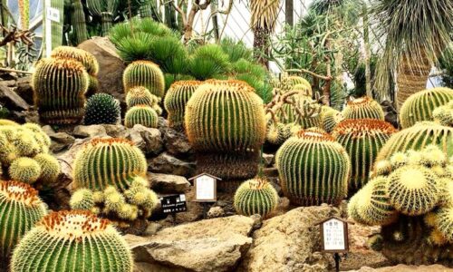 Cactus Tokyo