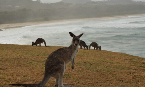 gray kangaroo on green grass field near body of water during daytime