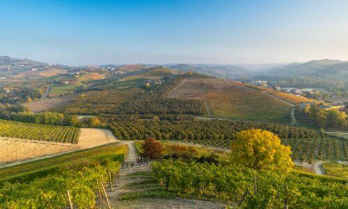 a scenic view of a vineyard in the hills